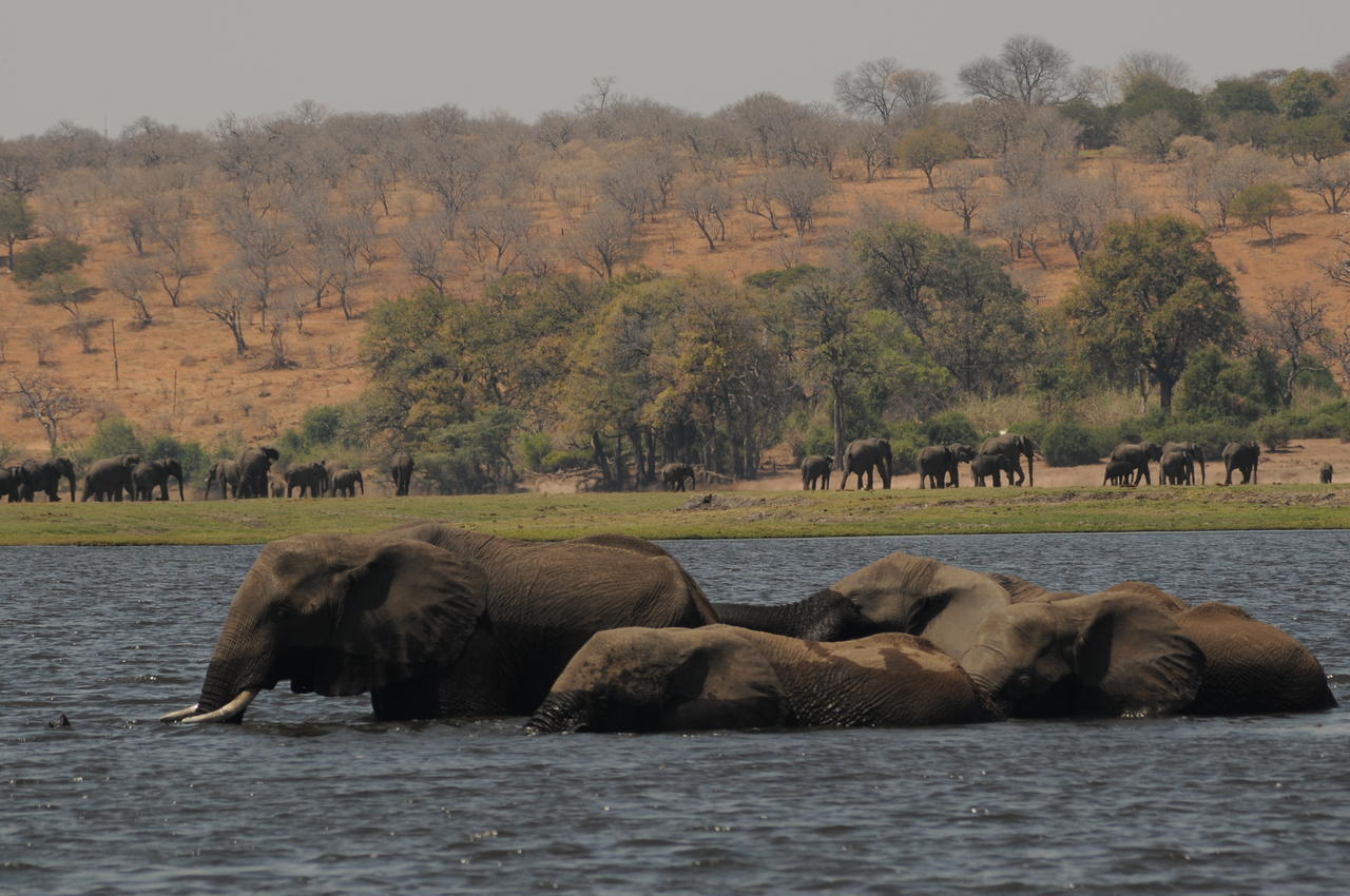 Ngoma Safari Lodge Kavimba Esterno foto