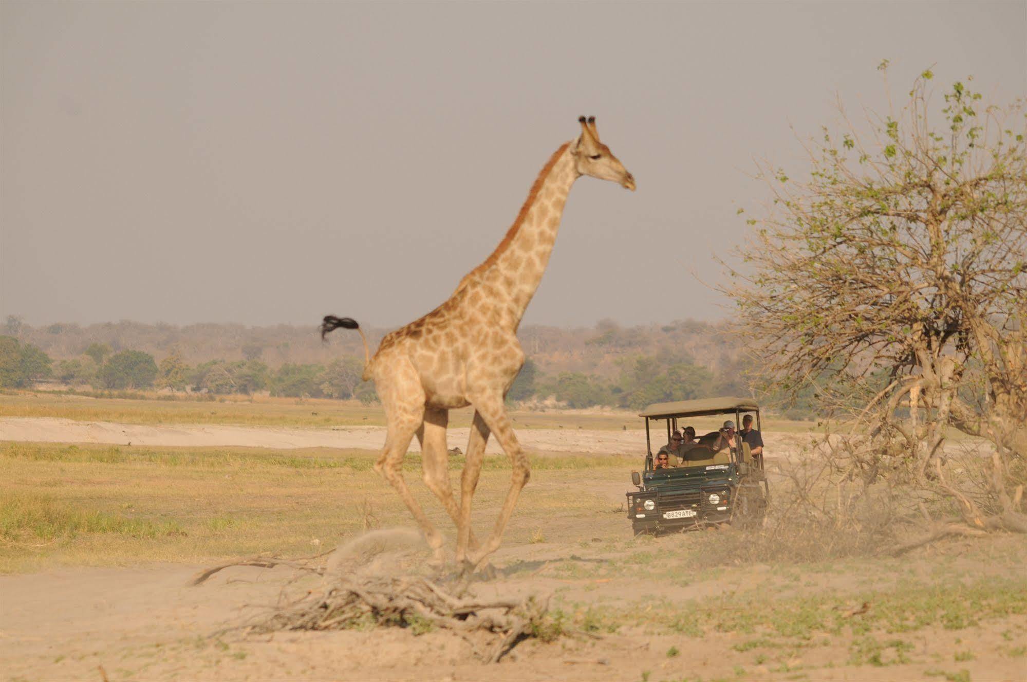 Ngoma Safari Lodge Kavimba Esterno foto