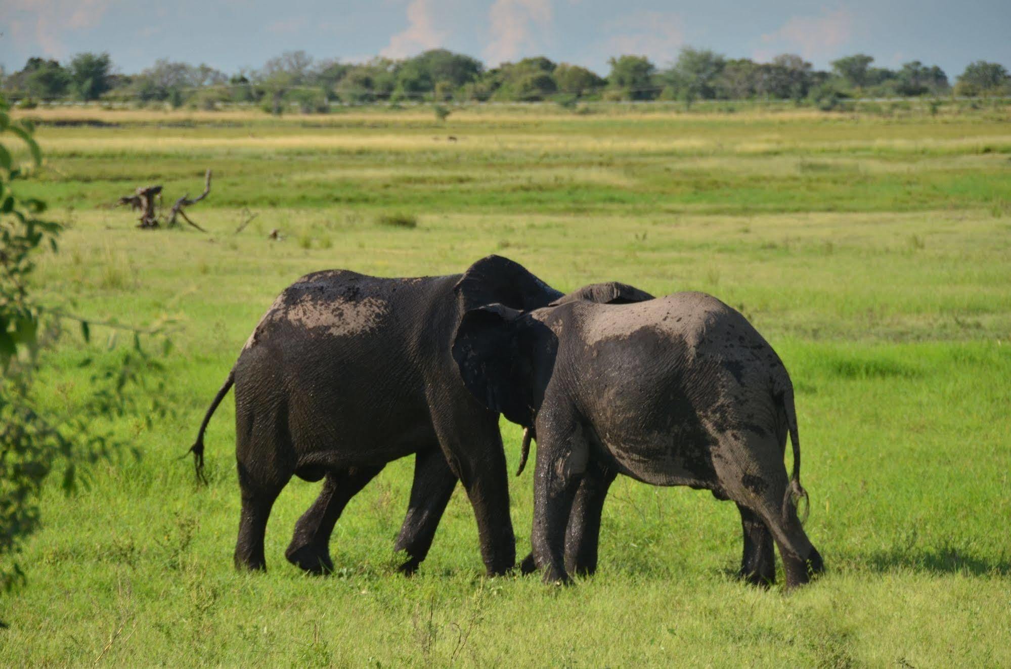 Ngoma Safari Lodge Kavimba Esterno foto