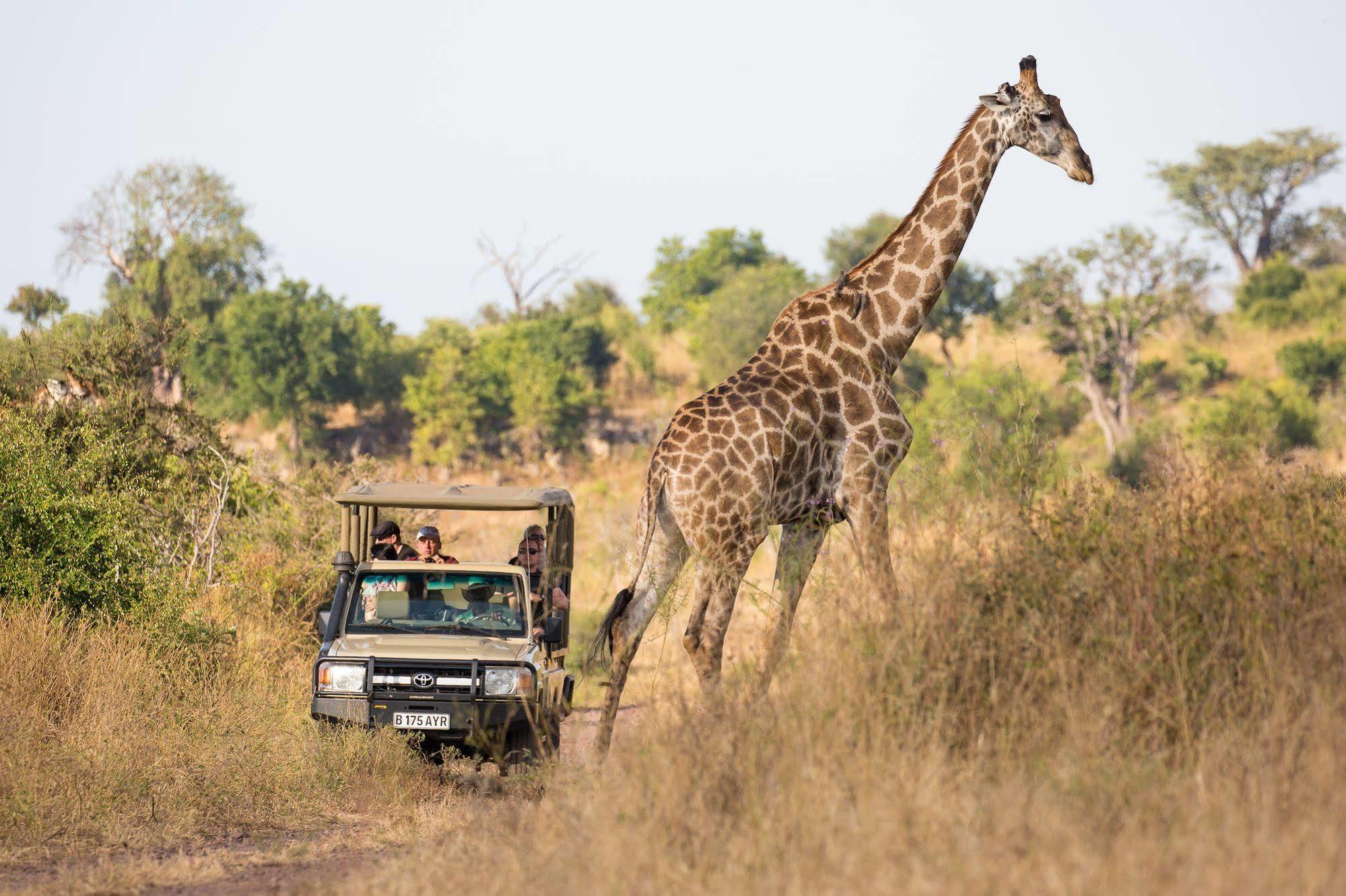 Ngoma Safari Lodge Kavimba Esterno foto